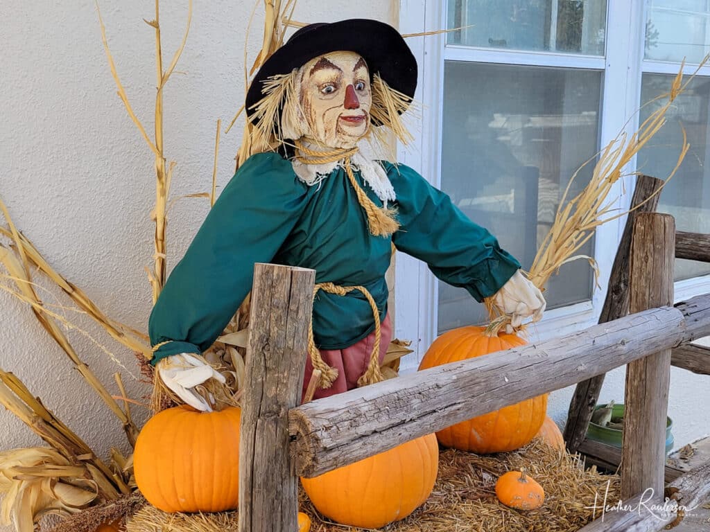 The Scarecrow with Pumpkins
