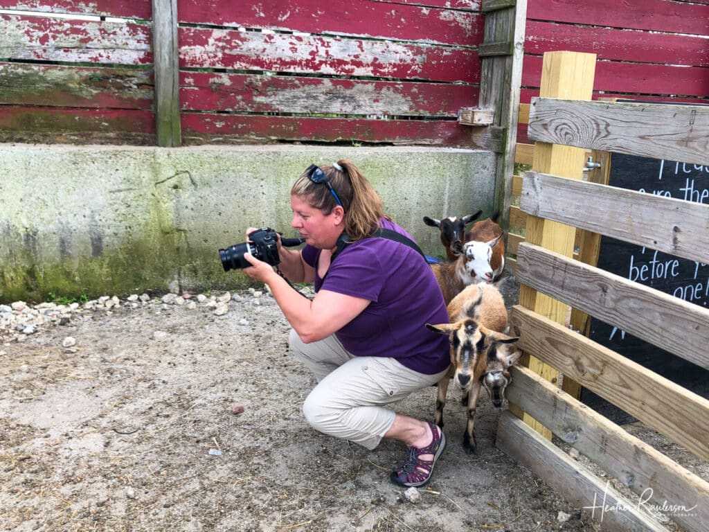 Heather taking photos of baby goats at Bergey's Breadbasket