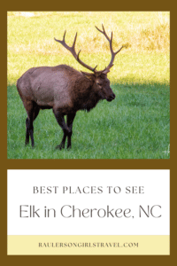 Elk: Cherokee NC Pinterest Pin